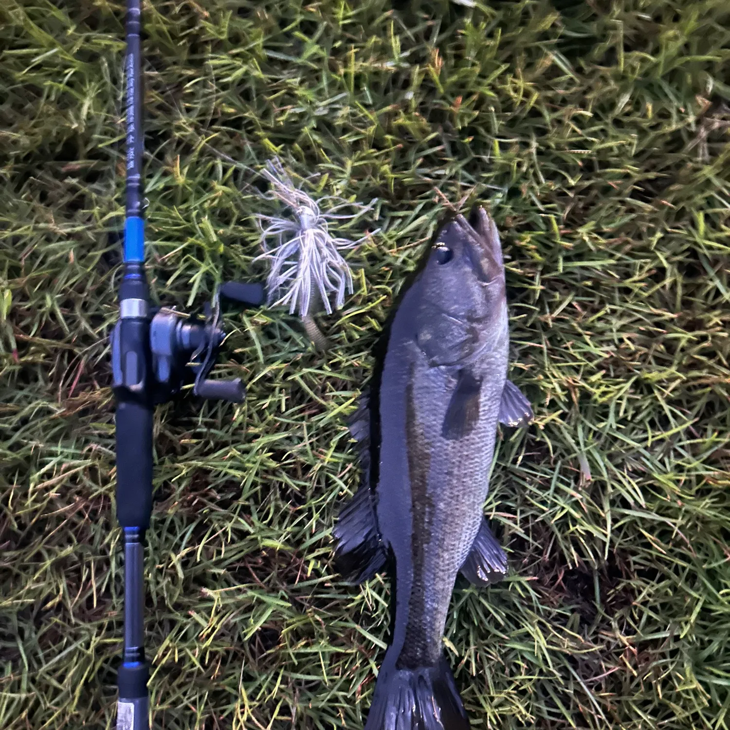 Largemouth bass caught on Fishbrain