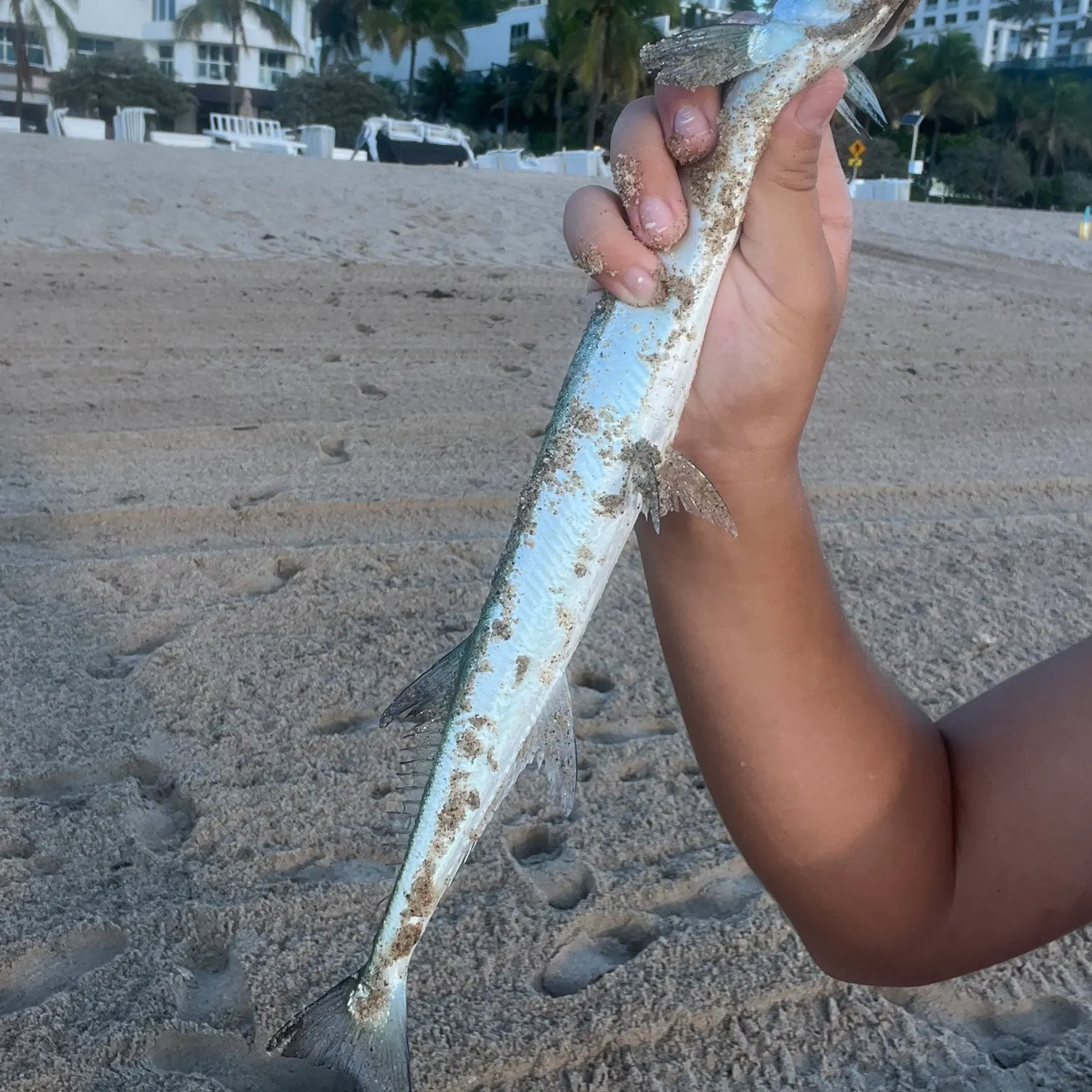Flat needlefish caught on Fishbrain