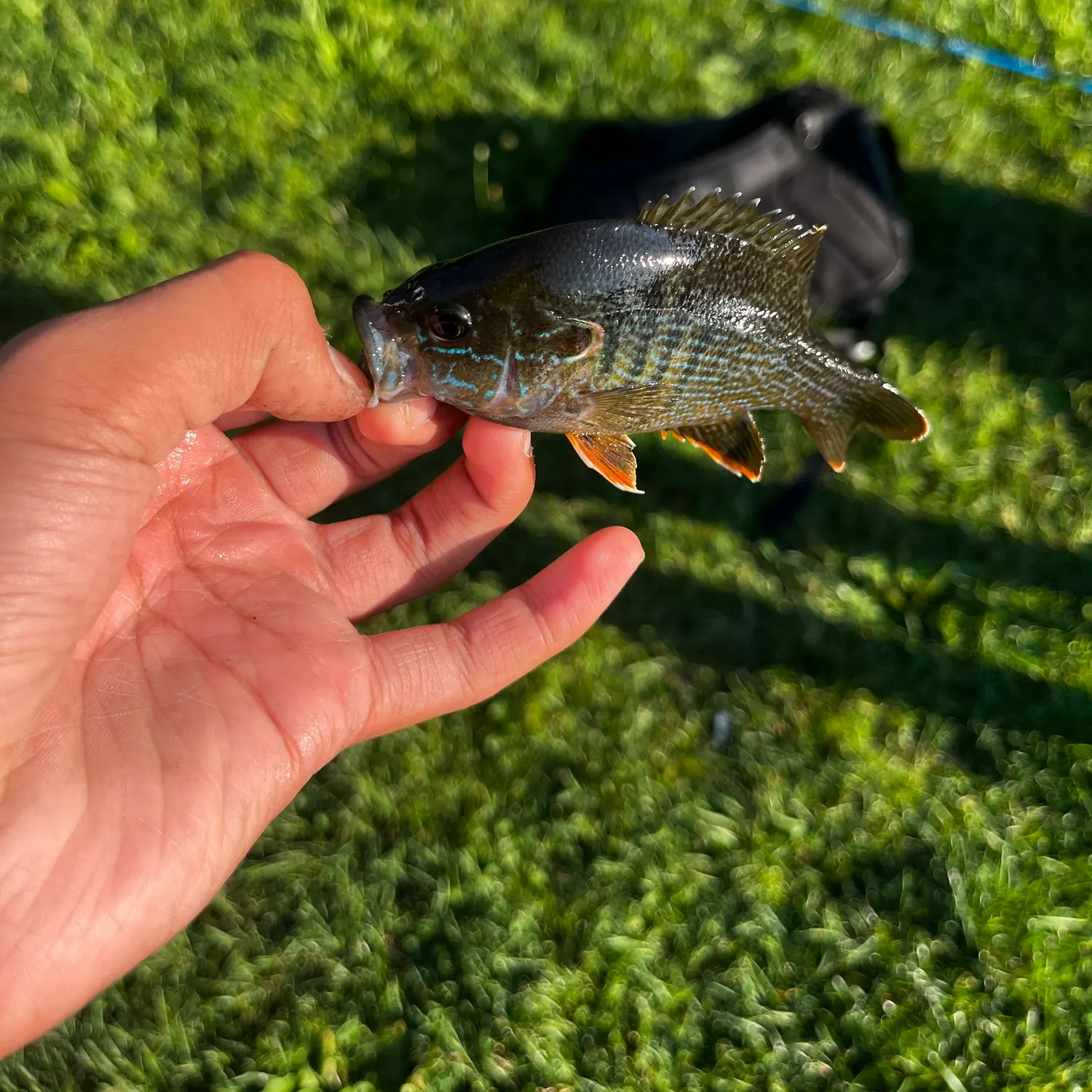 Pumpkinseed caught on Fishbrain