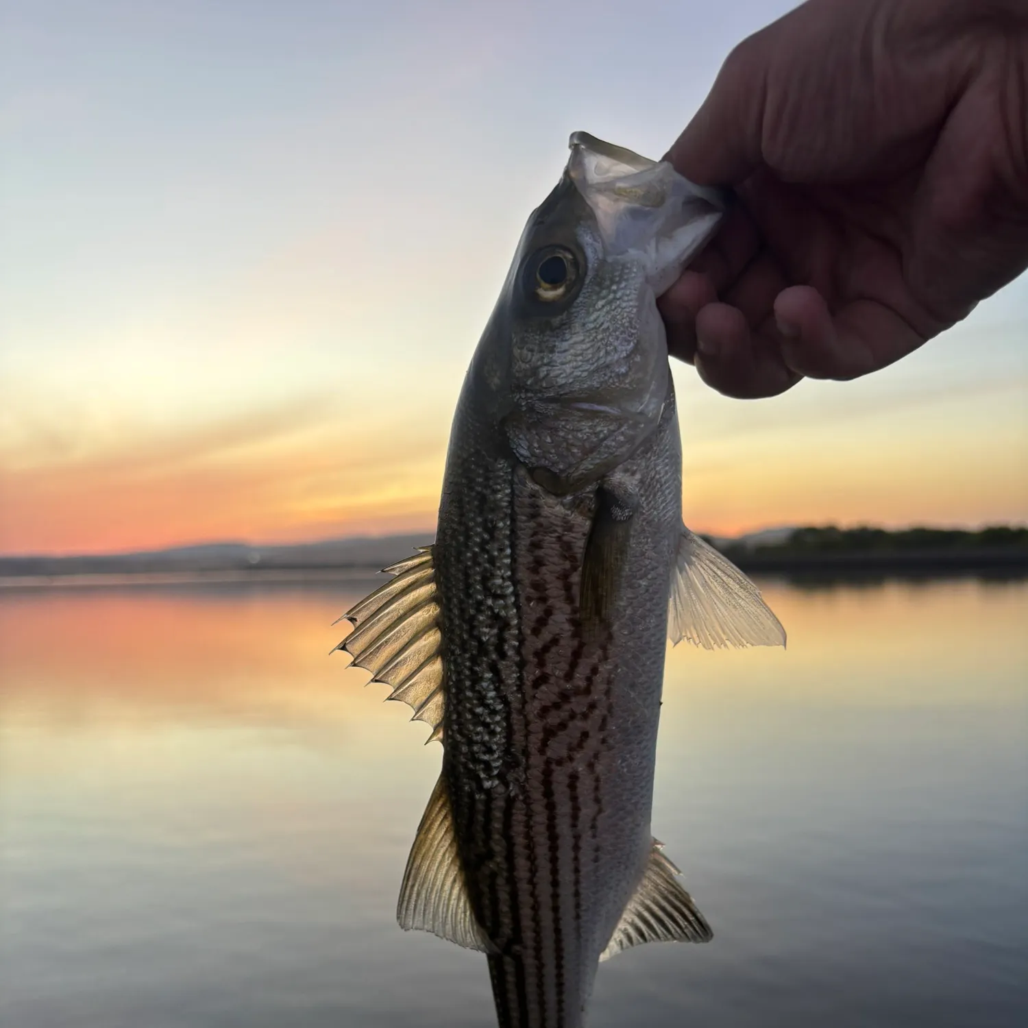 Striped bass caught on Fishbrain