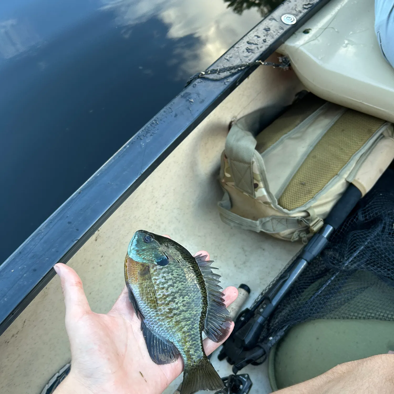 Bluegill caught on Fishbrain