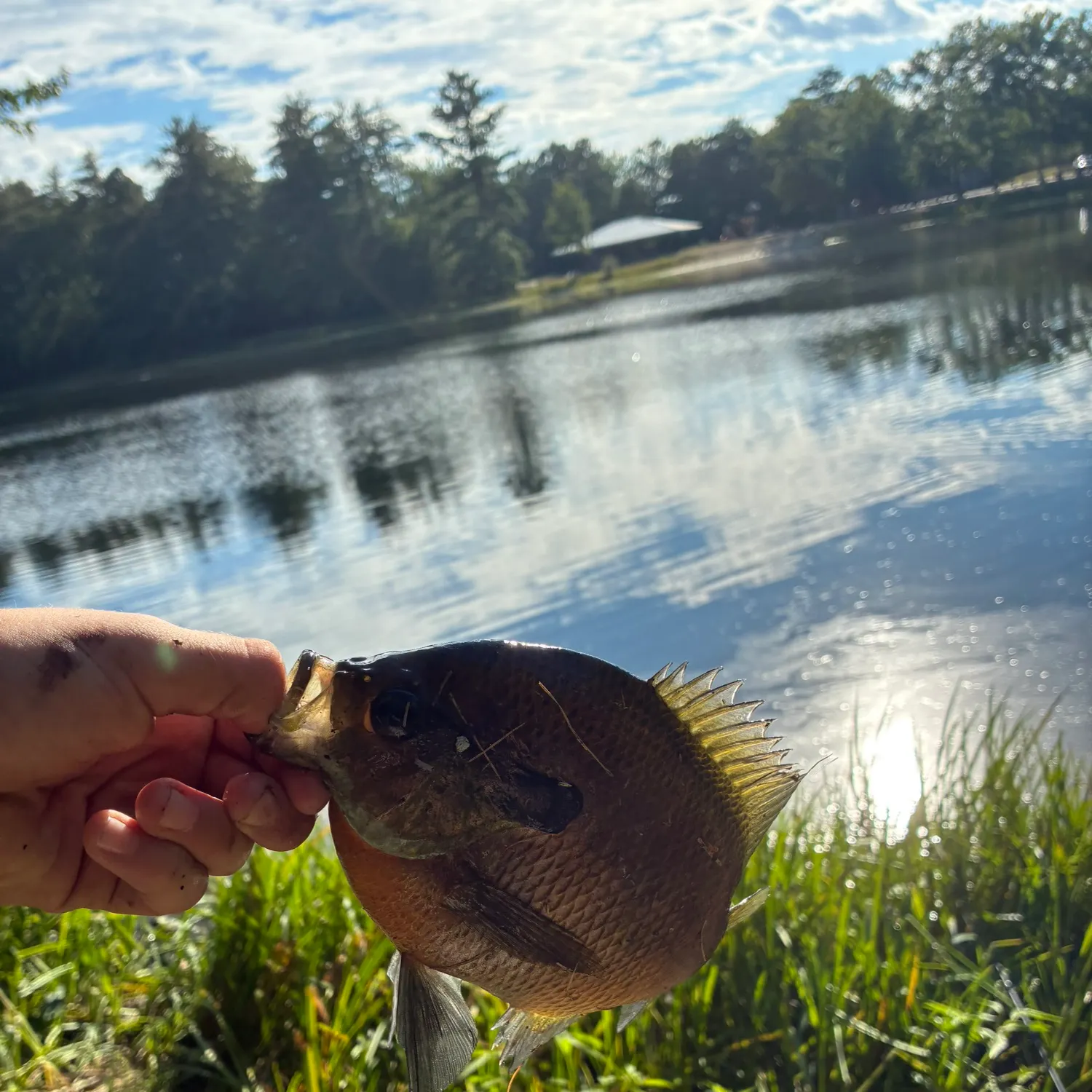 Bluegill caught on Fishbrain