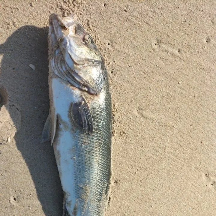 European seabass caught on Fishbrain