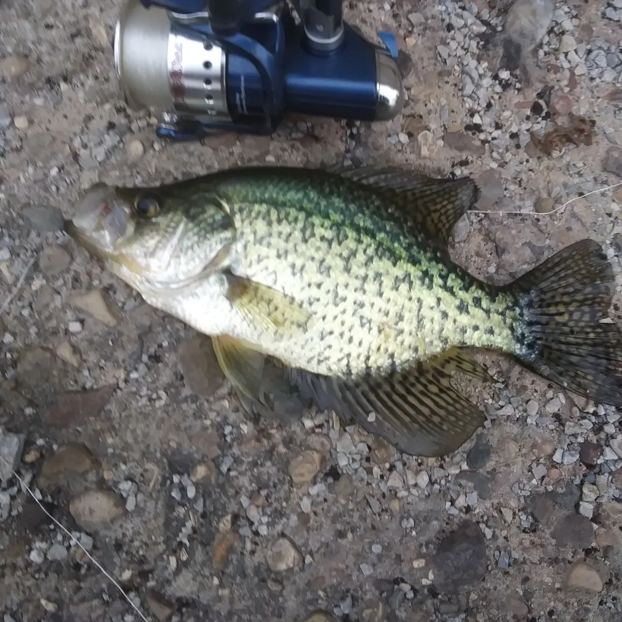 Black crappie caught on Fishbrain