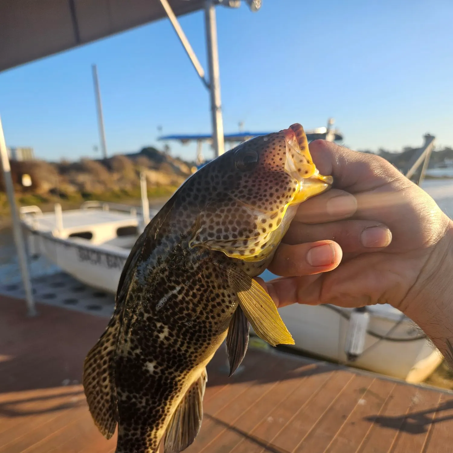 catch