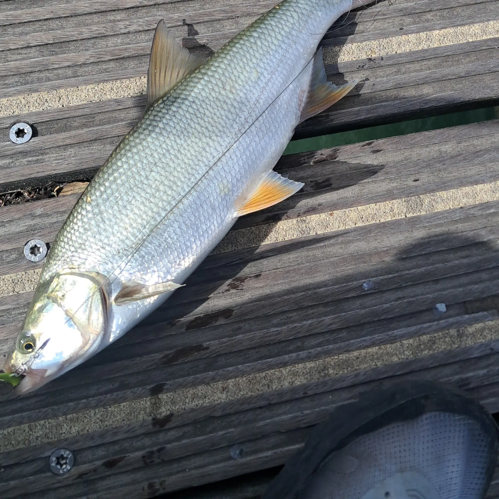 Fish caught on Fishbrain