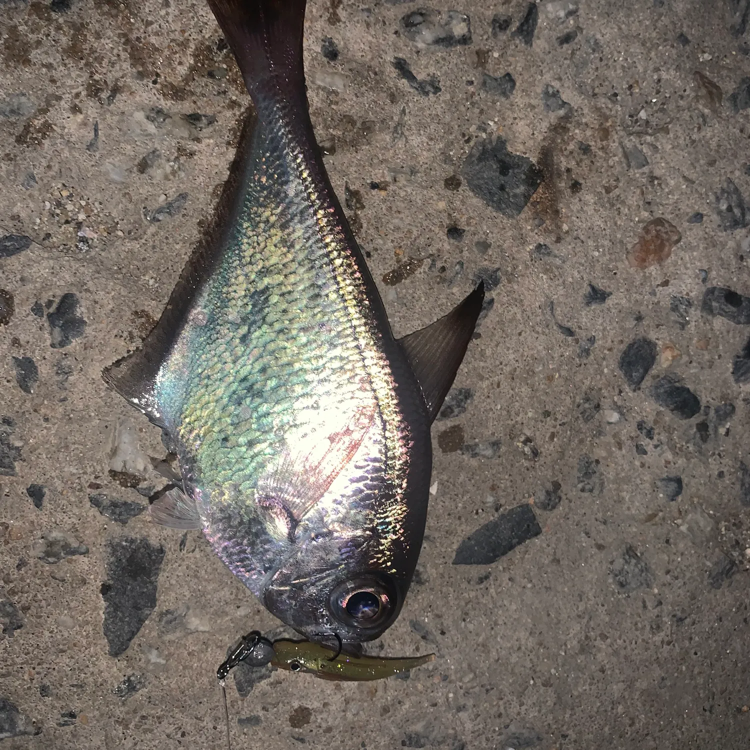 The most recent Pempheris japonica catches on Fishbrain