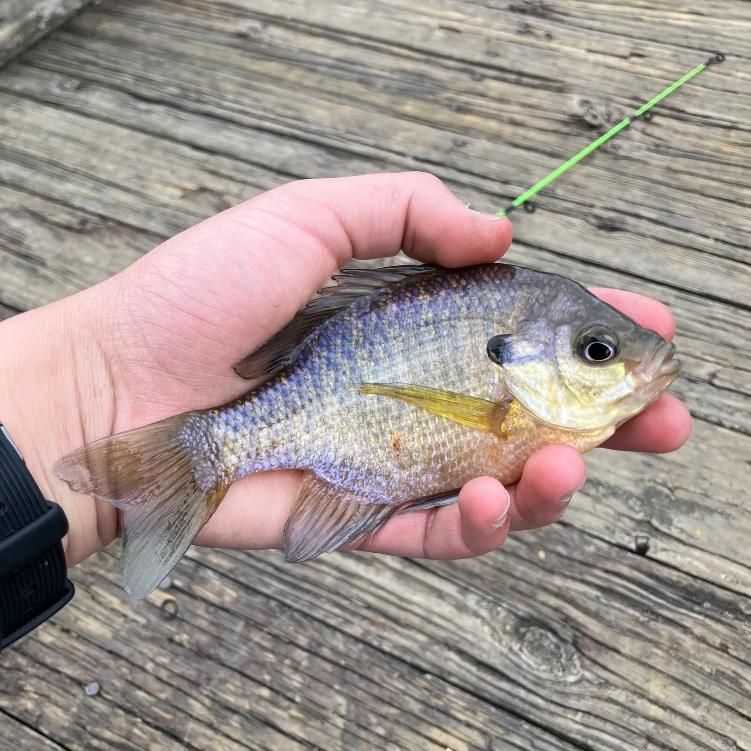 recently logged catches