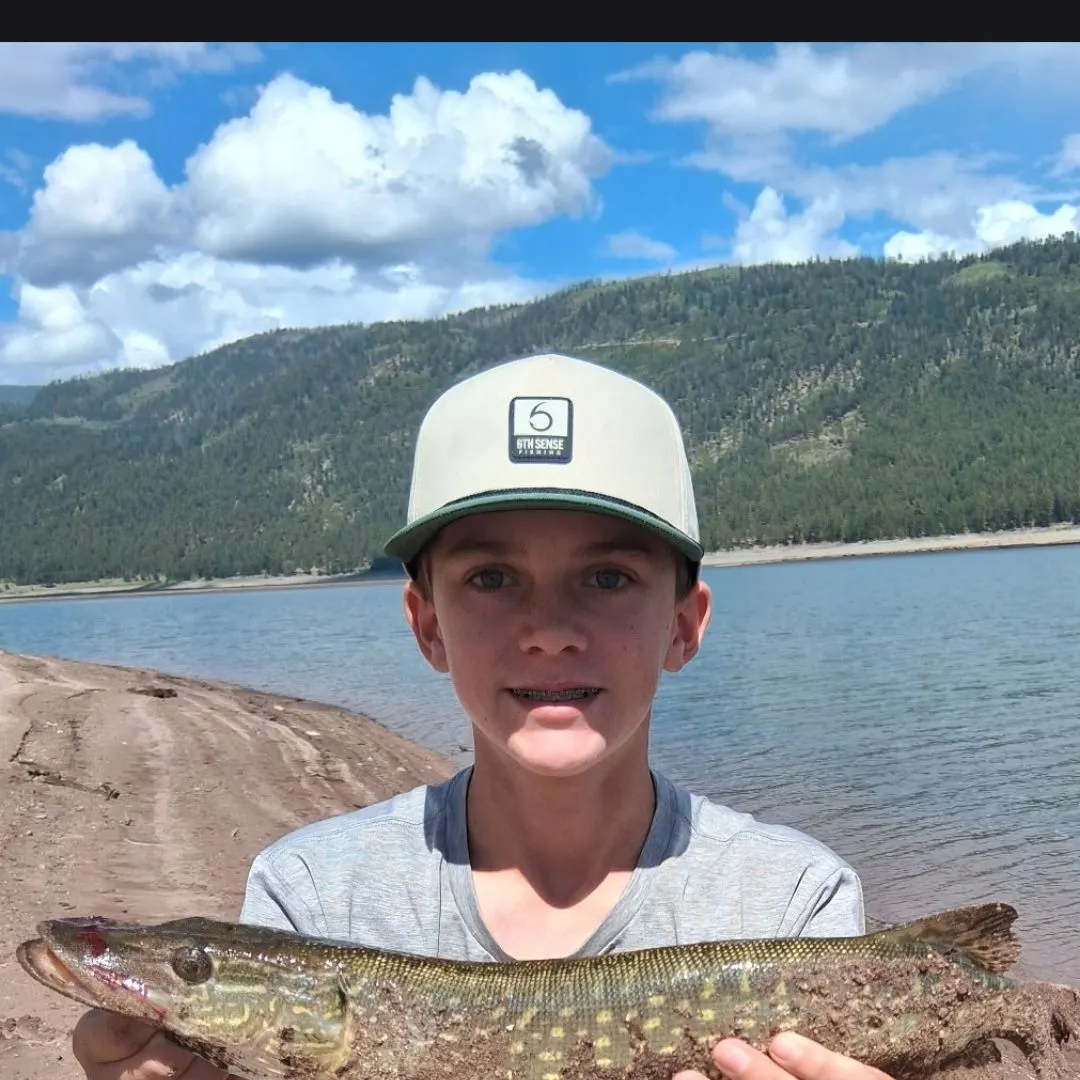 Northern pike caught on Fishbrain