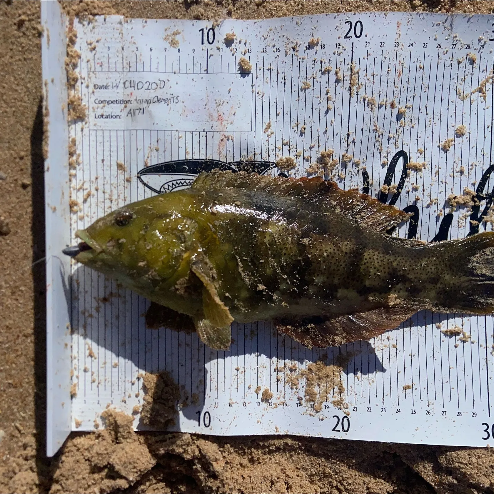 recently logged catches