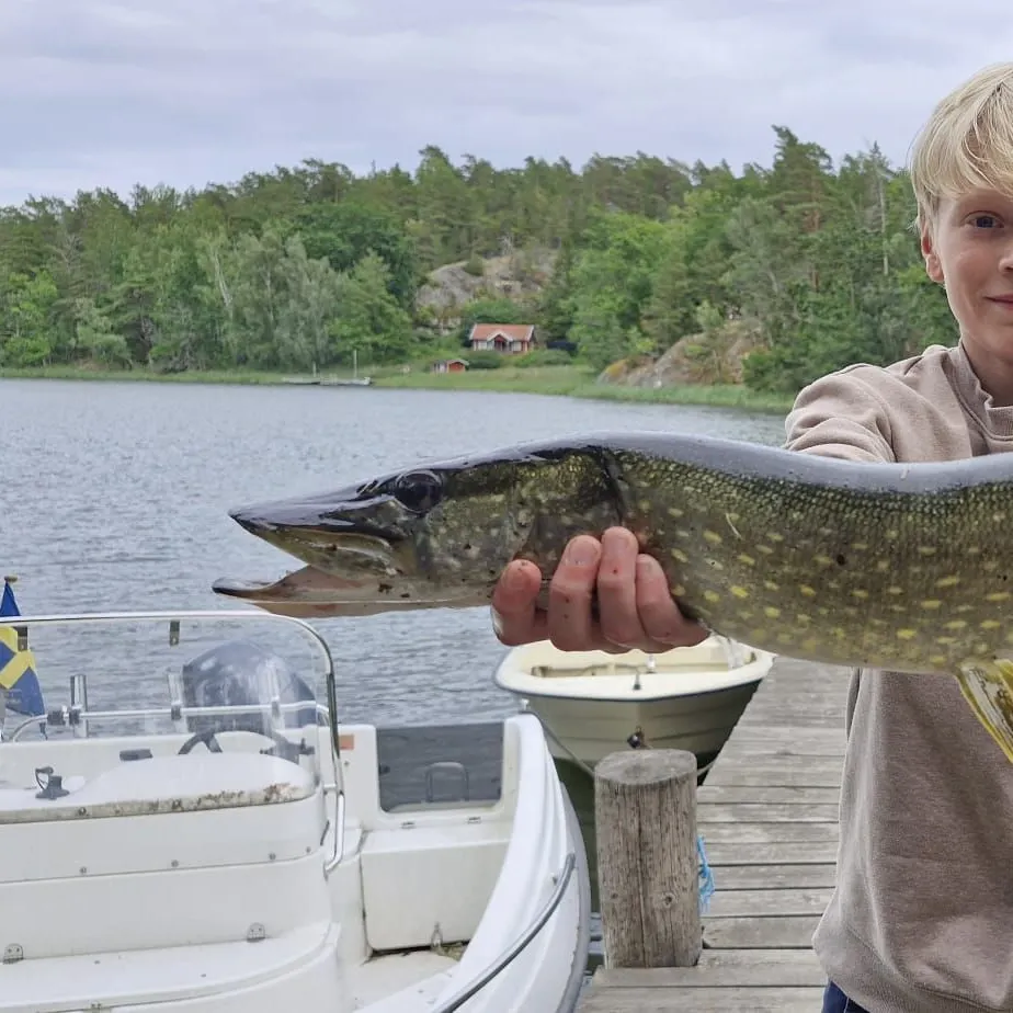 Northern pike caught on Fishbrain