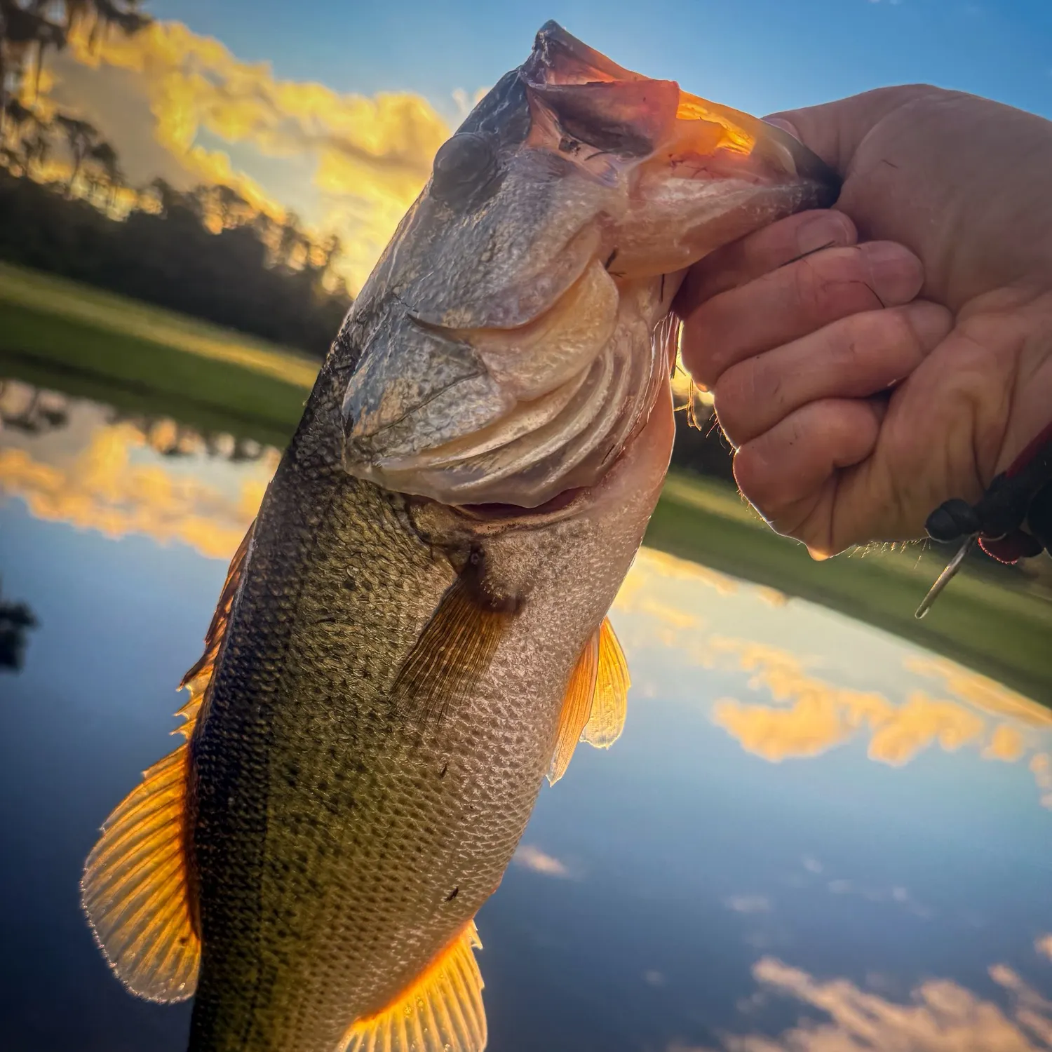 Largemouth bass caught on Fishbrain