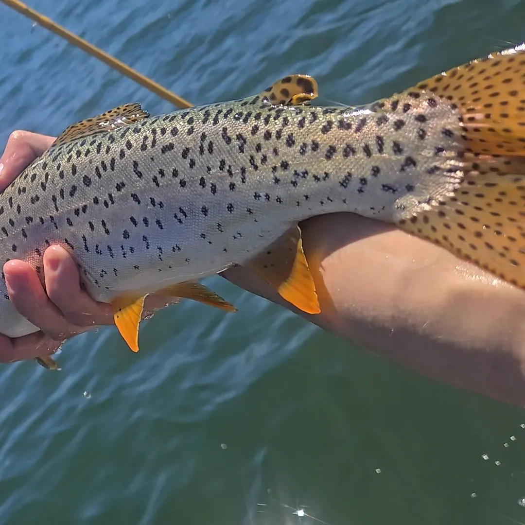 The most recent Bear Lake cutthroat trout catches on Fishbrain