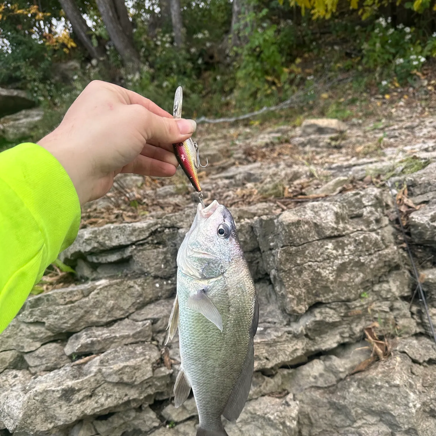 Freshwater drum caught on Fishbrain
