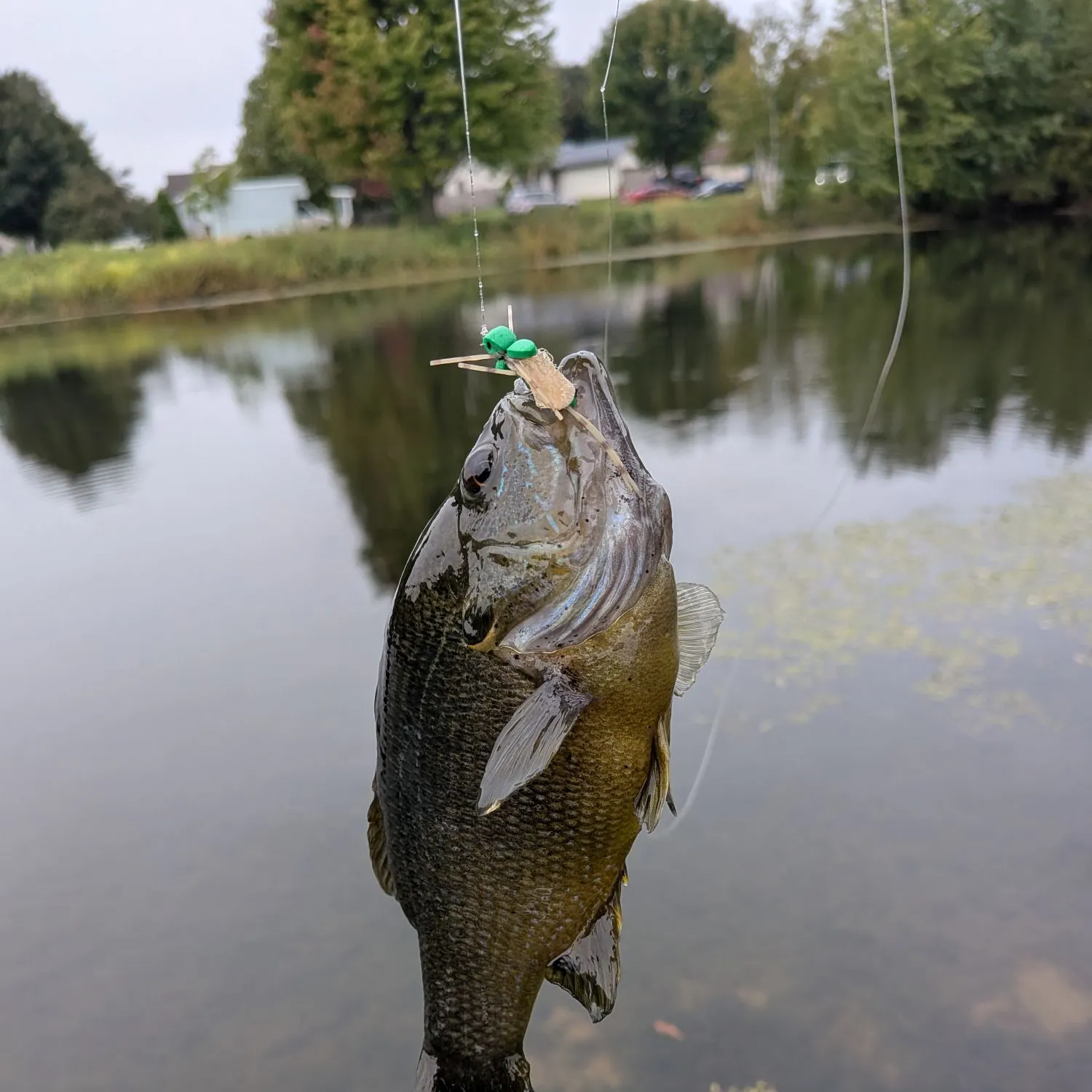 Green sunfish caught on Fishbrain