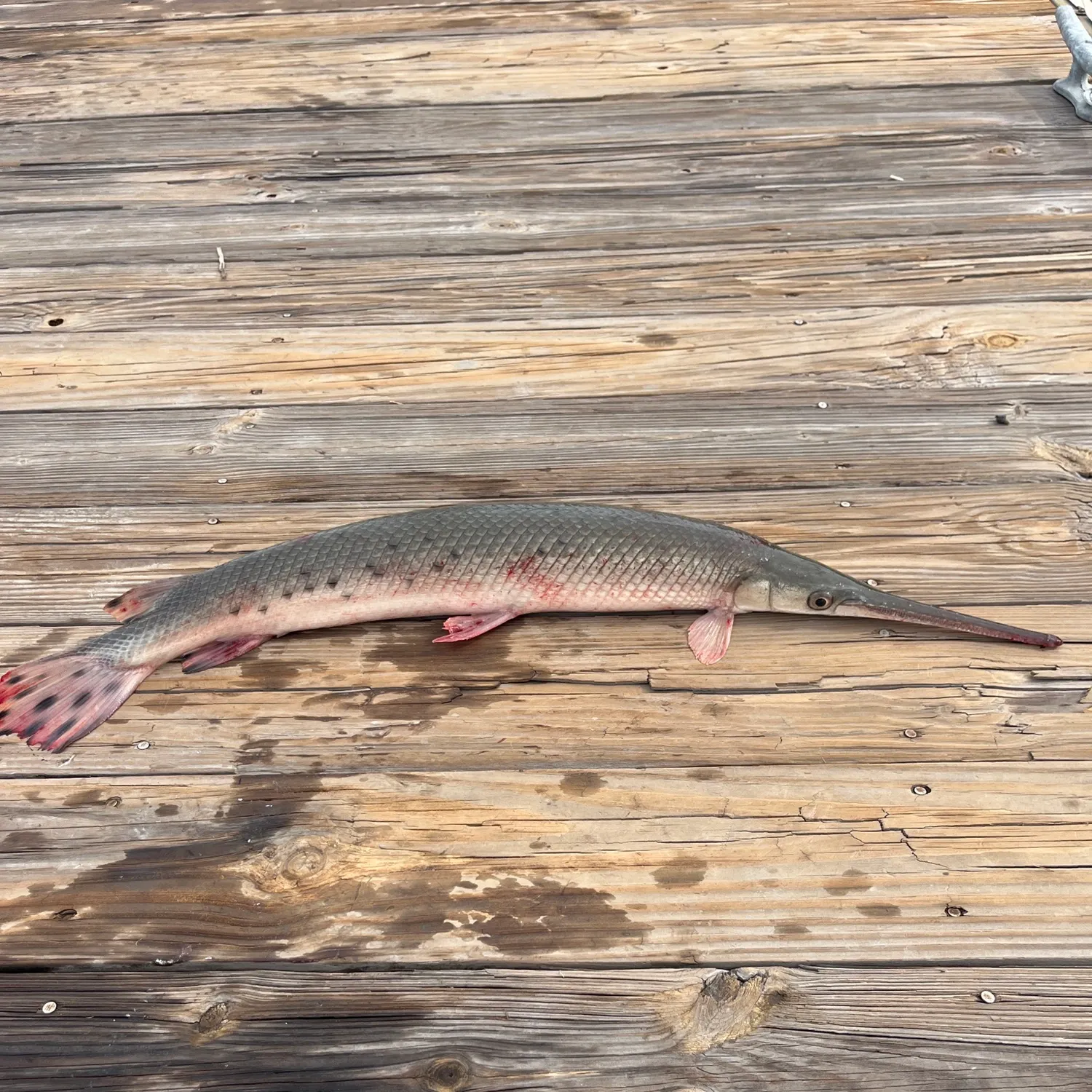 Longnose gar caught on Fishbrain