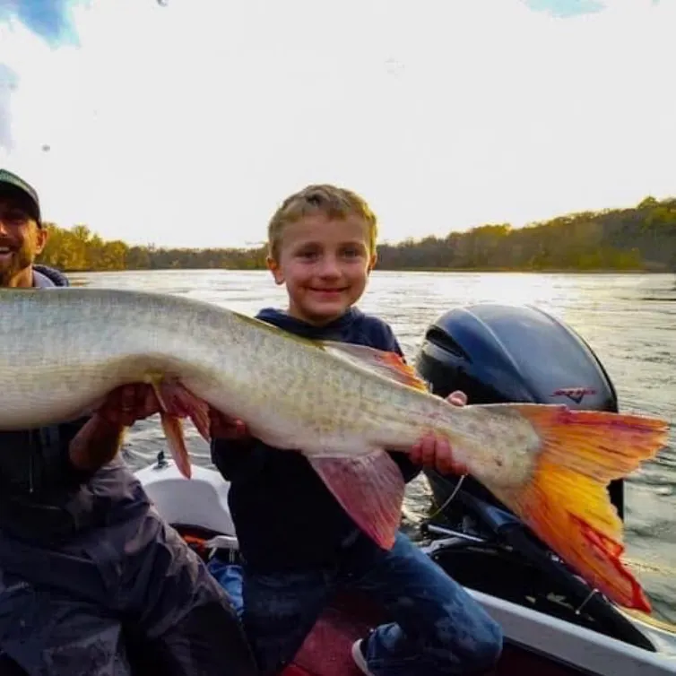 The most recent Muskellunge catches on Fishbrain