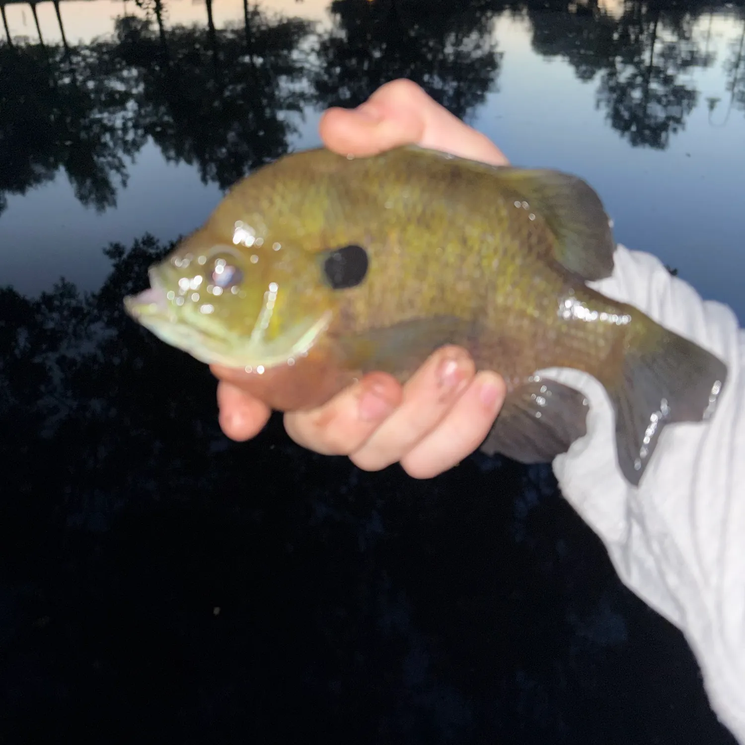 Redbreast sunfish caught on Fishbrain