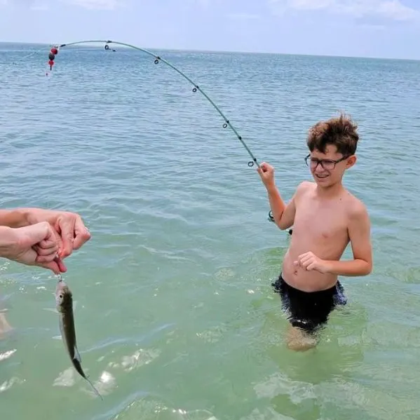 The most recent Ladyfish catches on Fishbrain