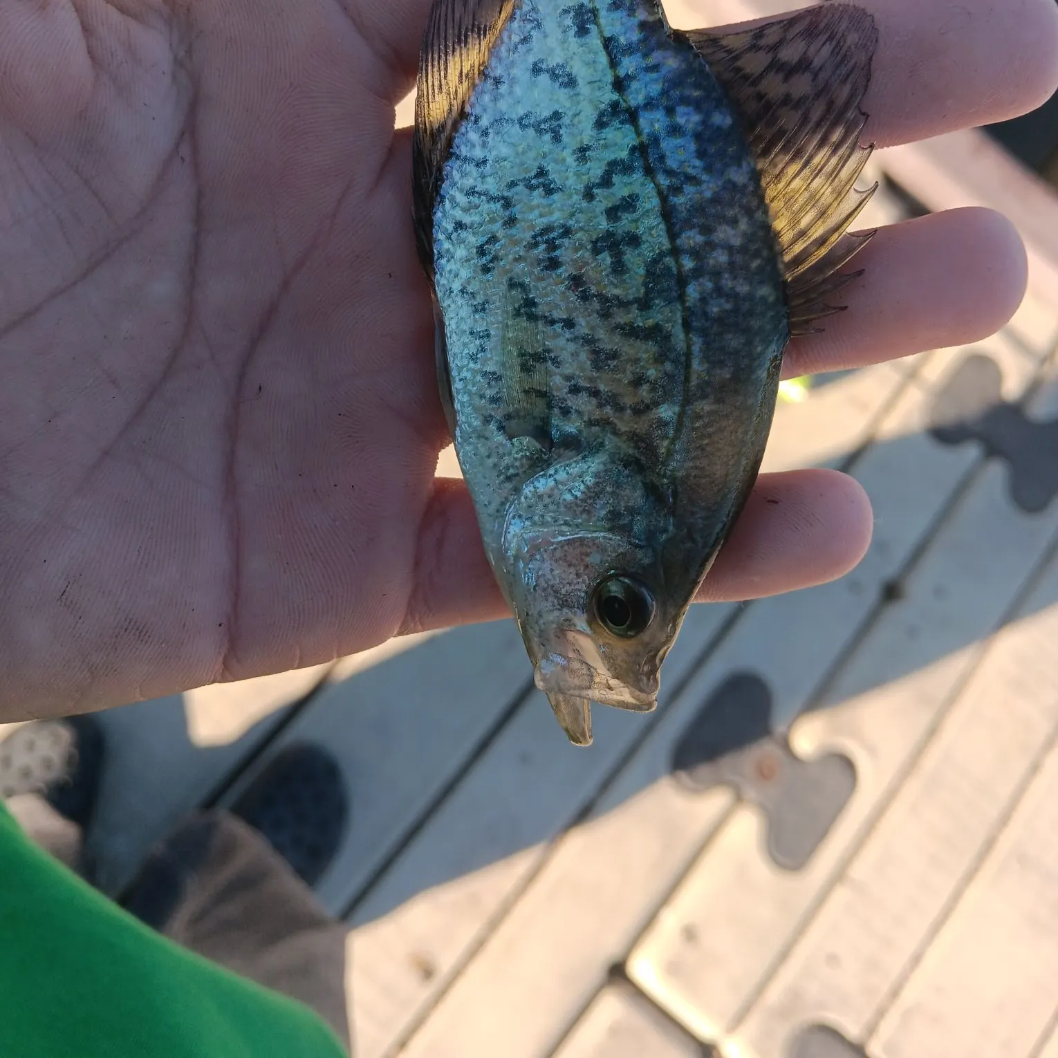Black crappie caught on Fishbrain