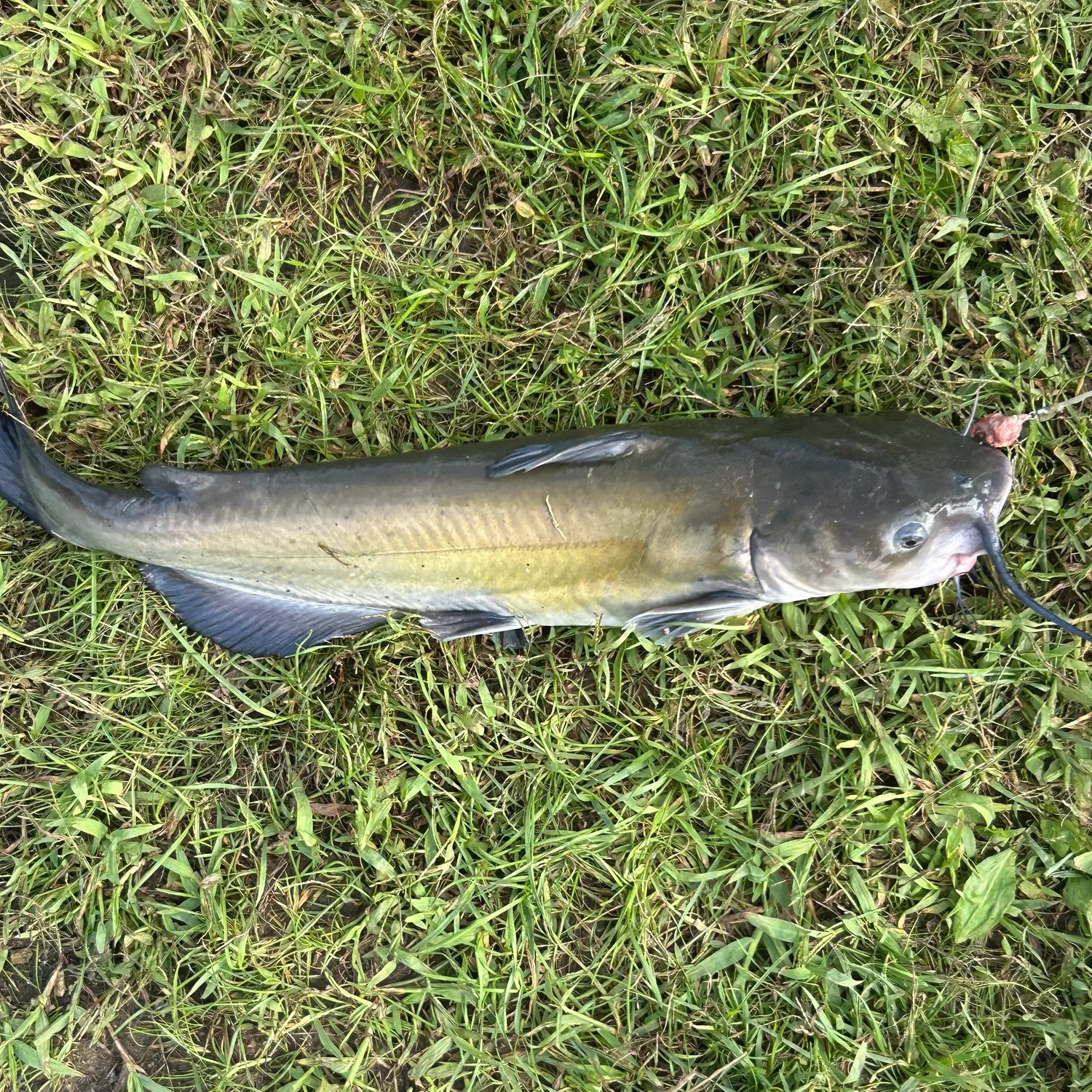 Channel catfish caught on Fishbrain