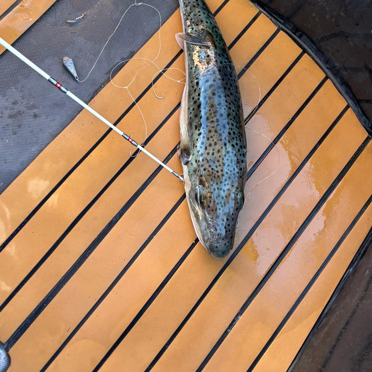 The most recent Oceanic puffer catches on Fishbrain