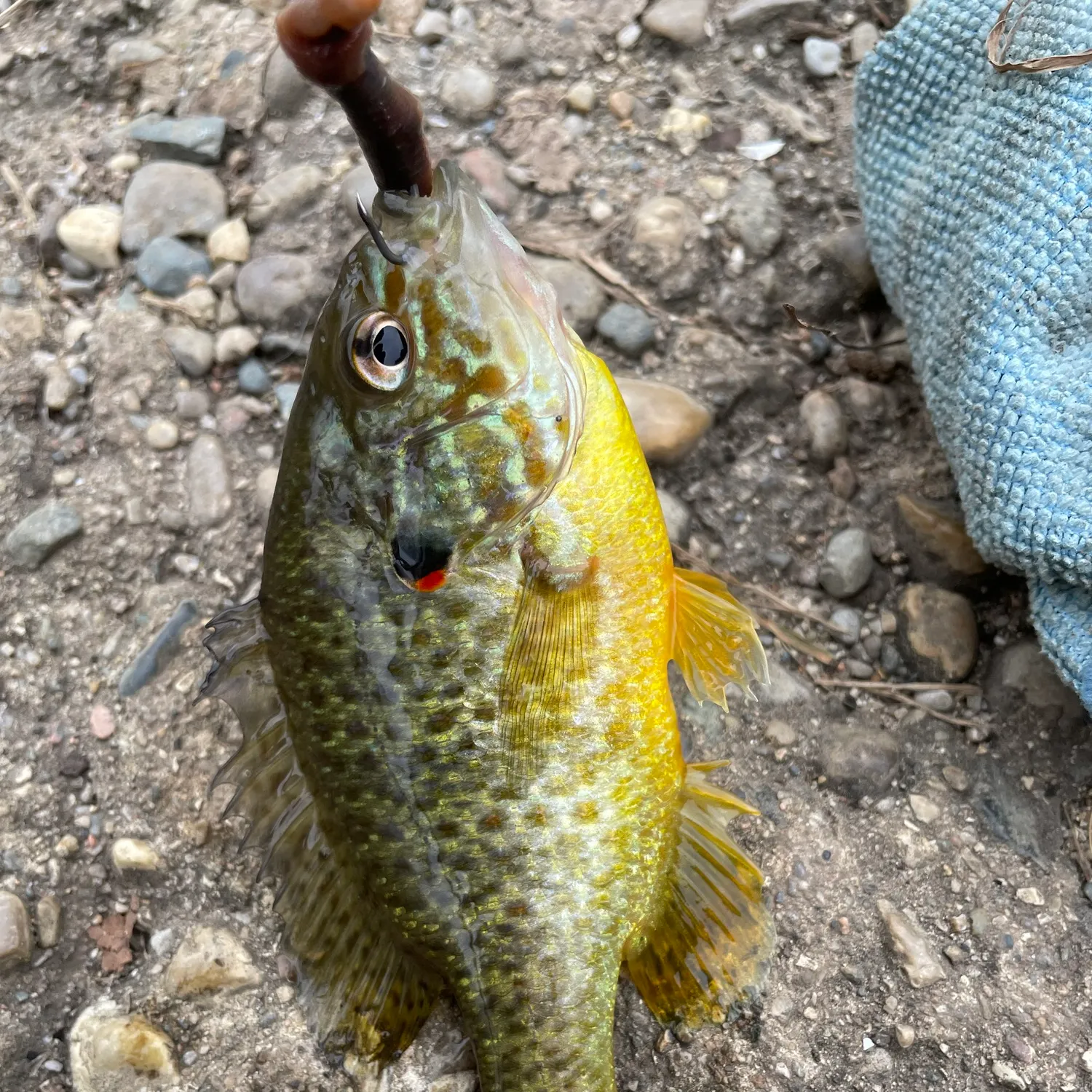 Pumpkinseed caught on Fishbrain
