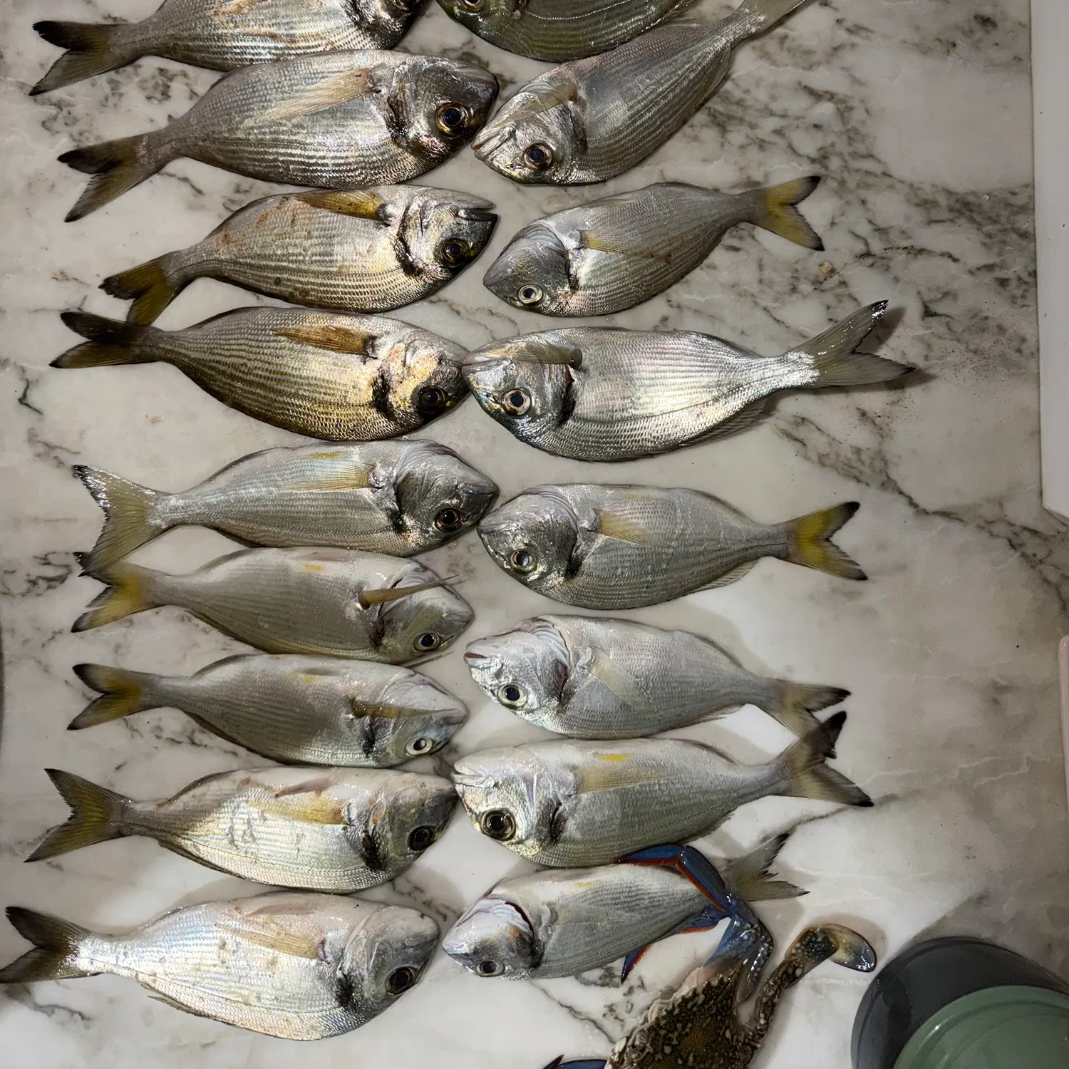 recently logged catches