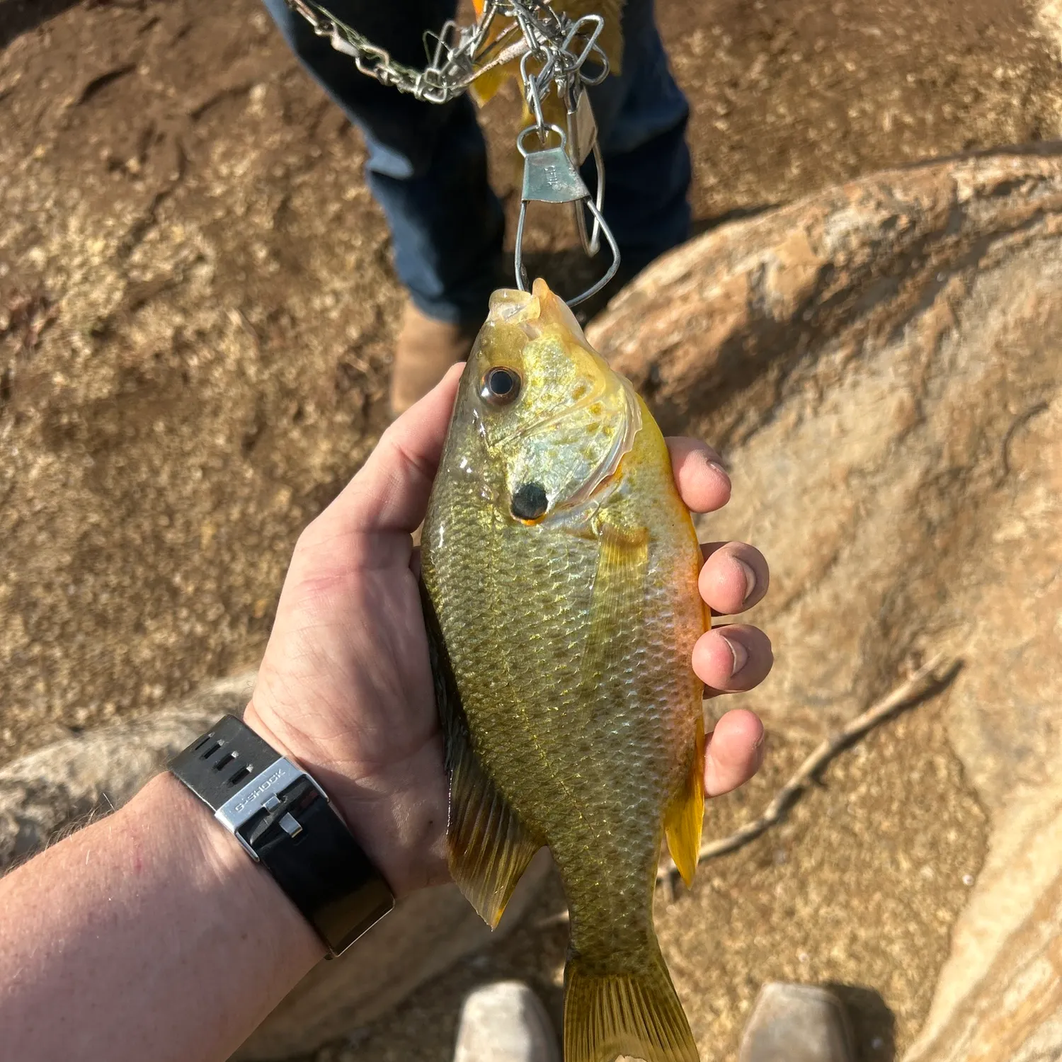 Bluegill caught on Fishbrain