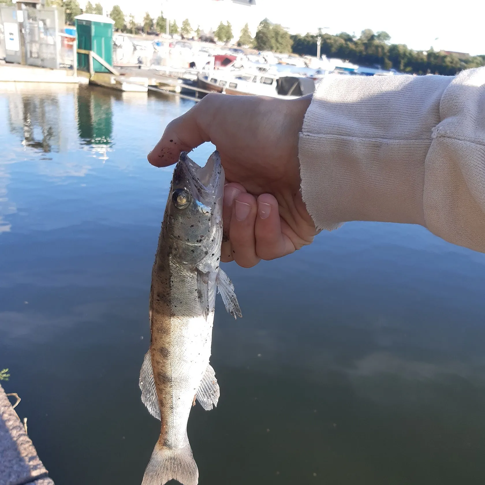 The most recent Zander catches on Fishbrain