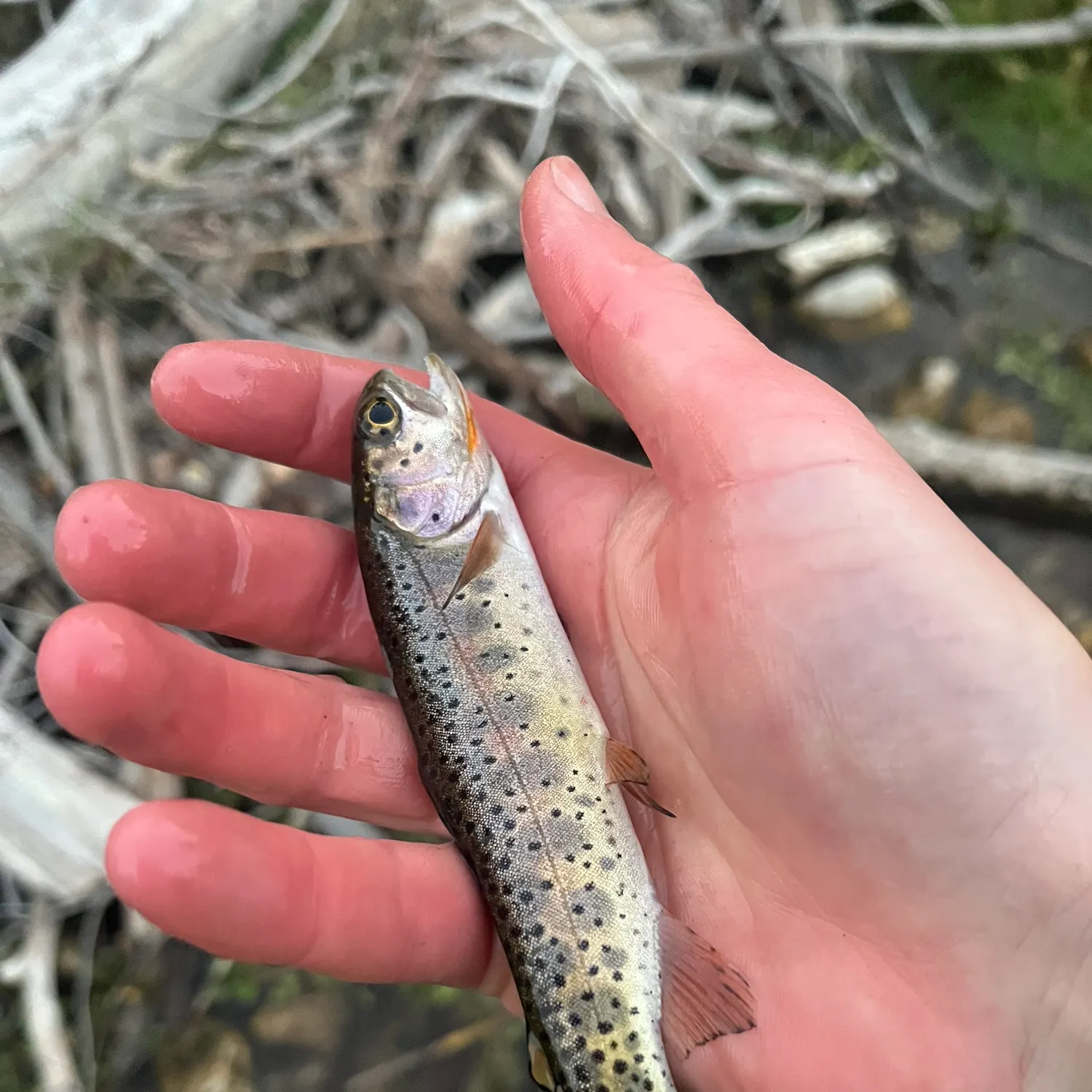 The most recent Bonneville cutthroat trout catches on Fishbrain