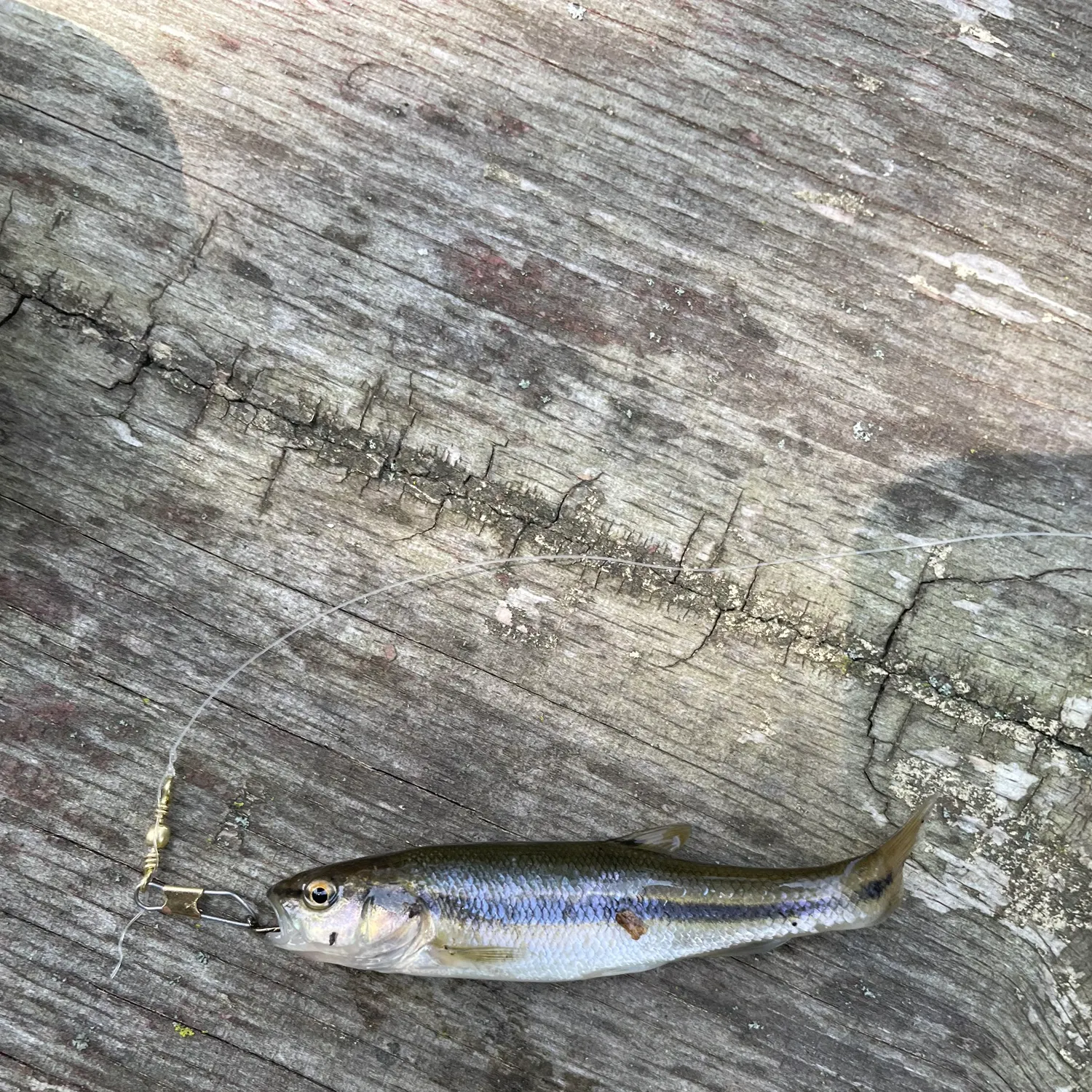 The most recent Fathead minnow catches on Fishbrain