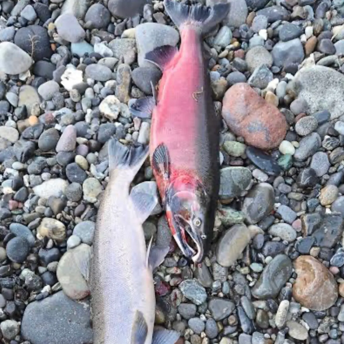 Coho salmon caught on Fishbrain