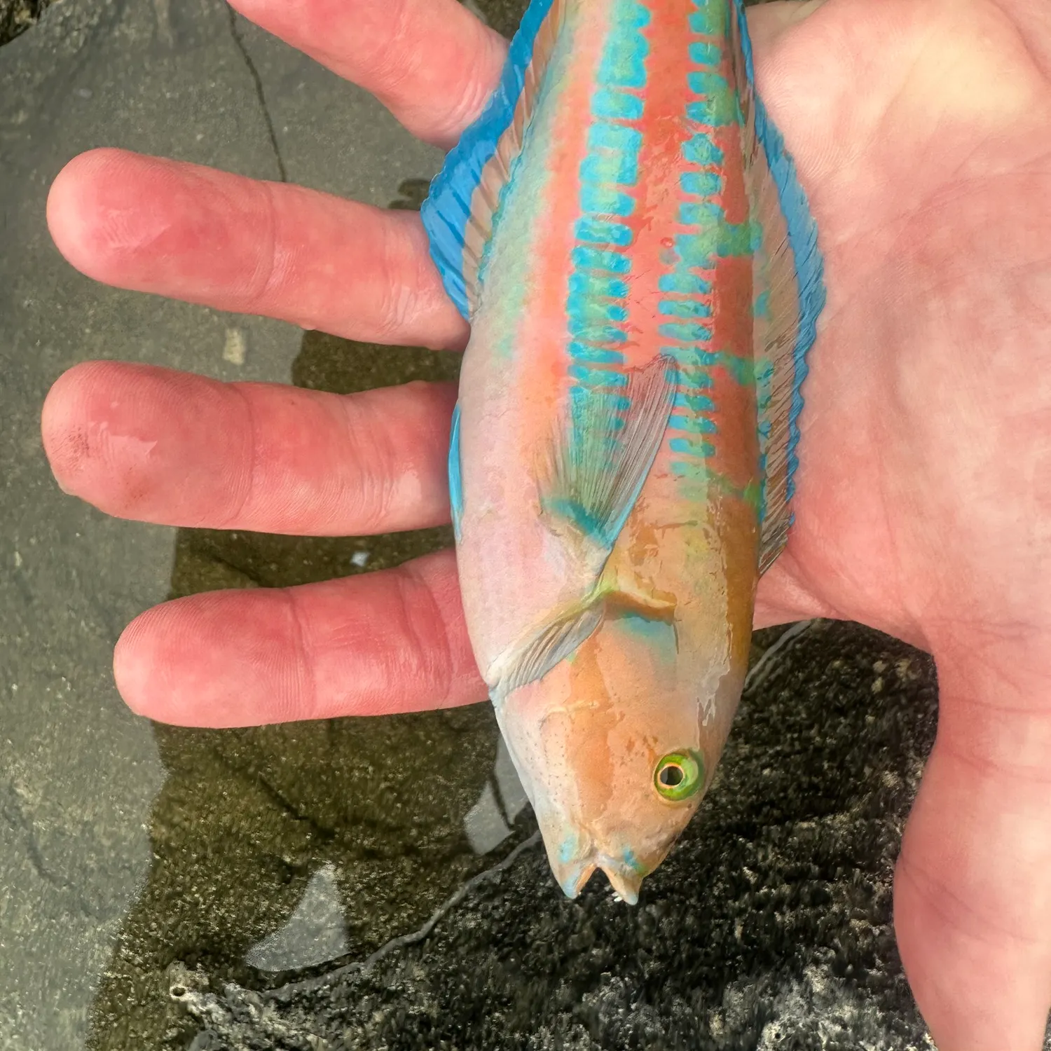 The most recent Surge wrasse catches on Fishbrain