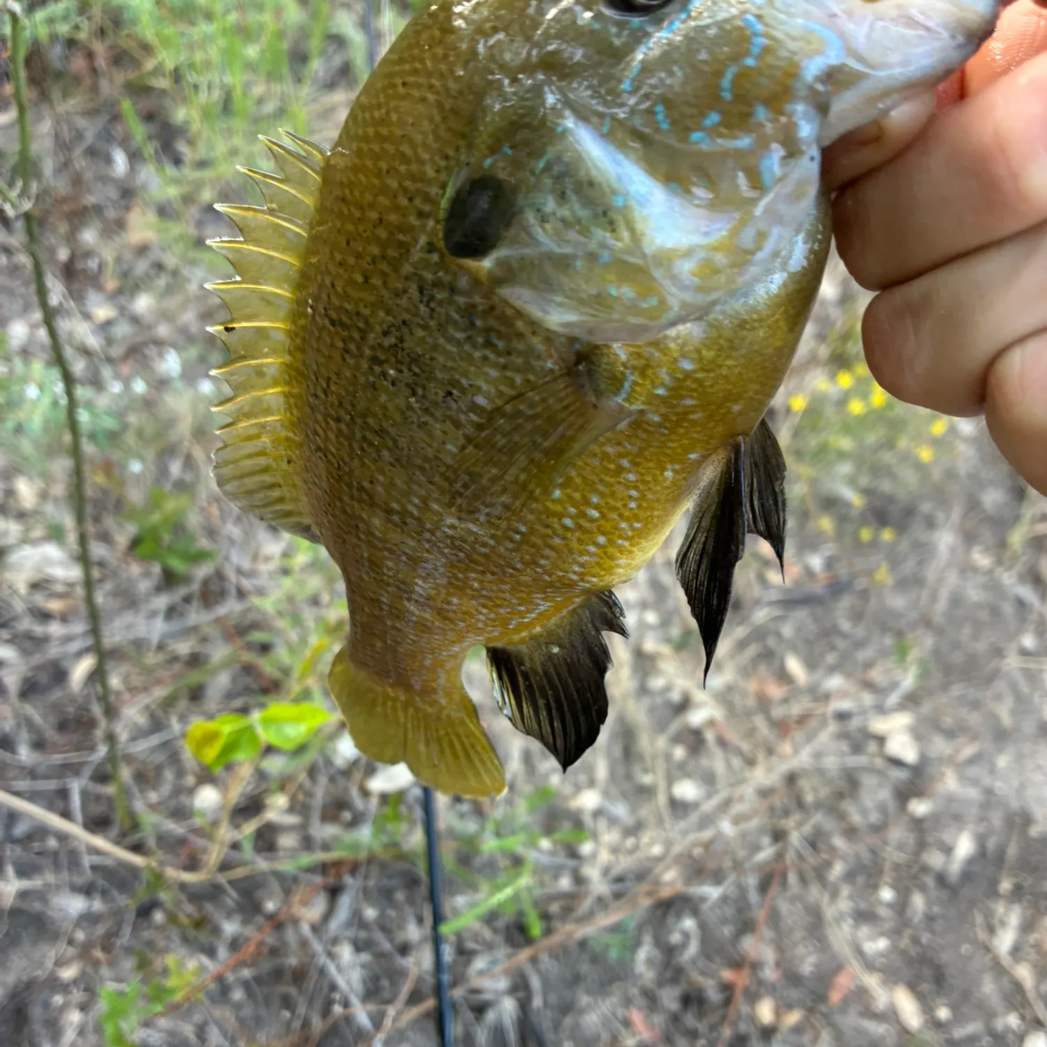 Green sunfish caught on Fishbrain