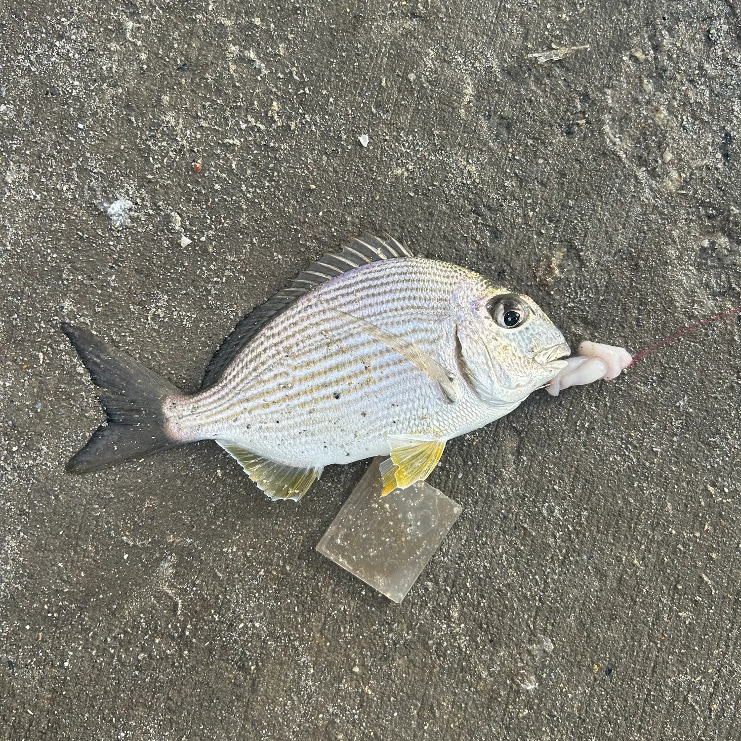 Goldlined seabream caught on Fishbrain