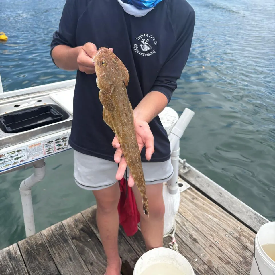 The most recent Blue-spotted flathead catches on Fishbrain