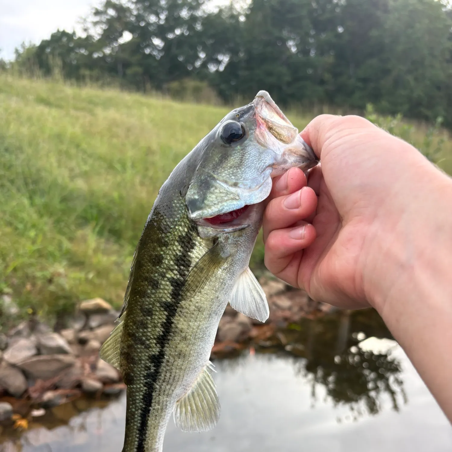 Spotted bass caught on Fishbrain