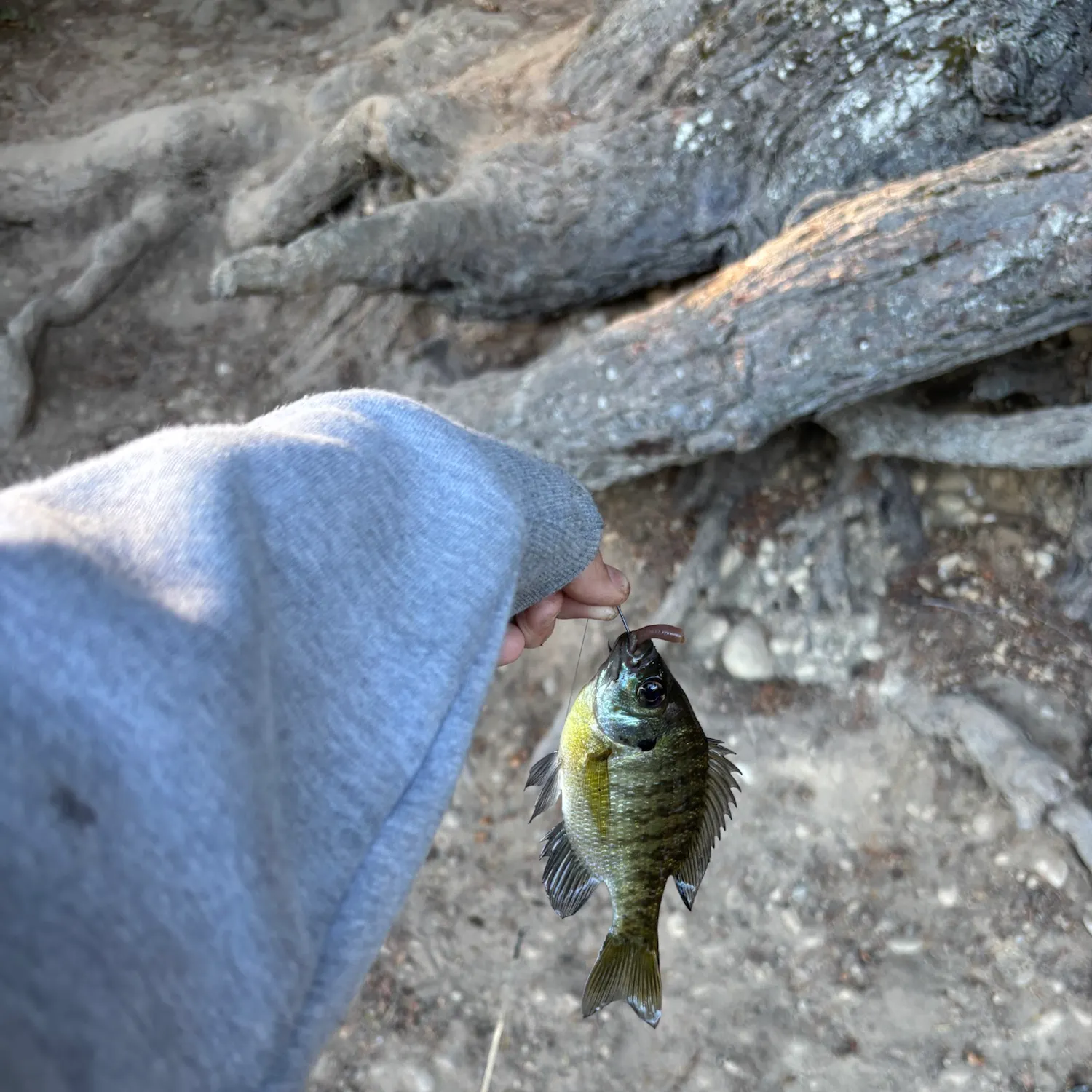 Bluegill caught on Fishbrain
