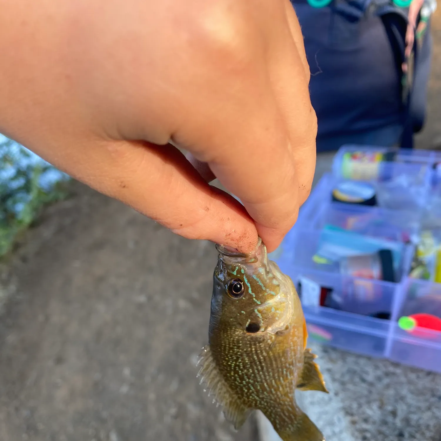 catch
