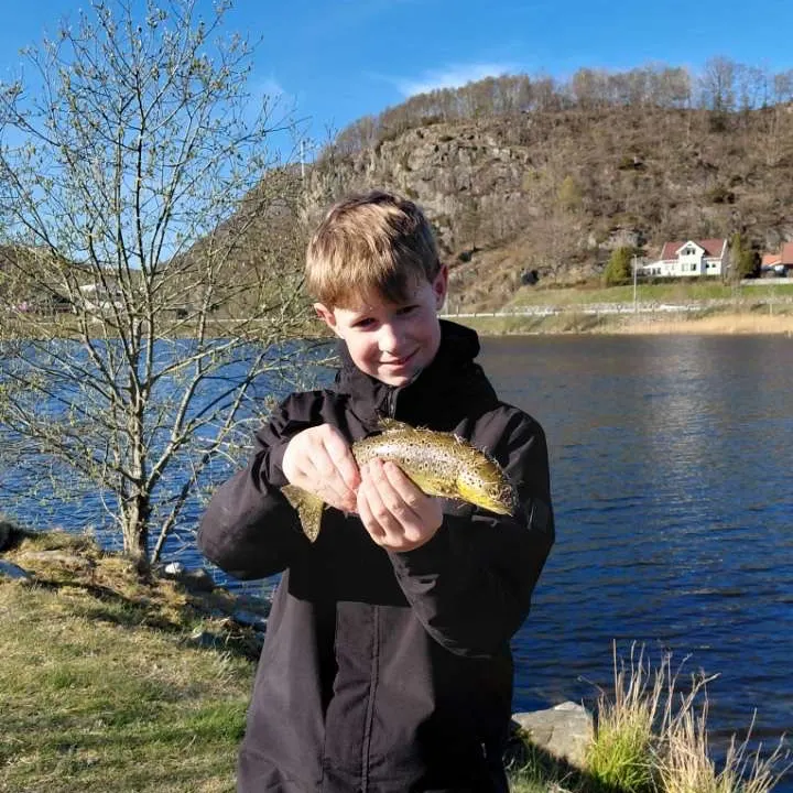 Brown trout caught on Fishbrain