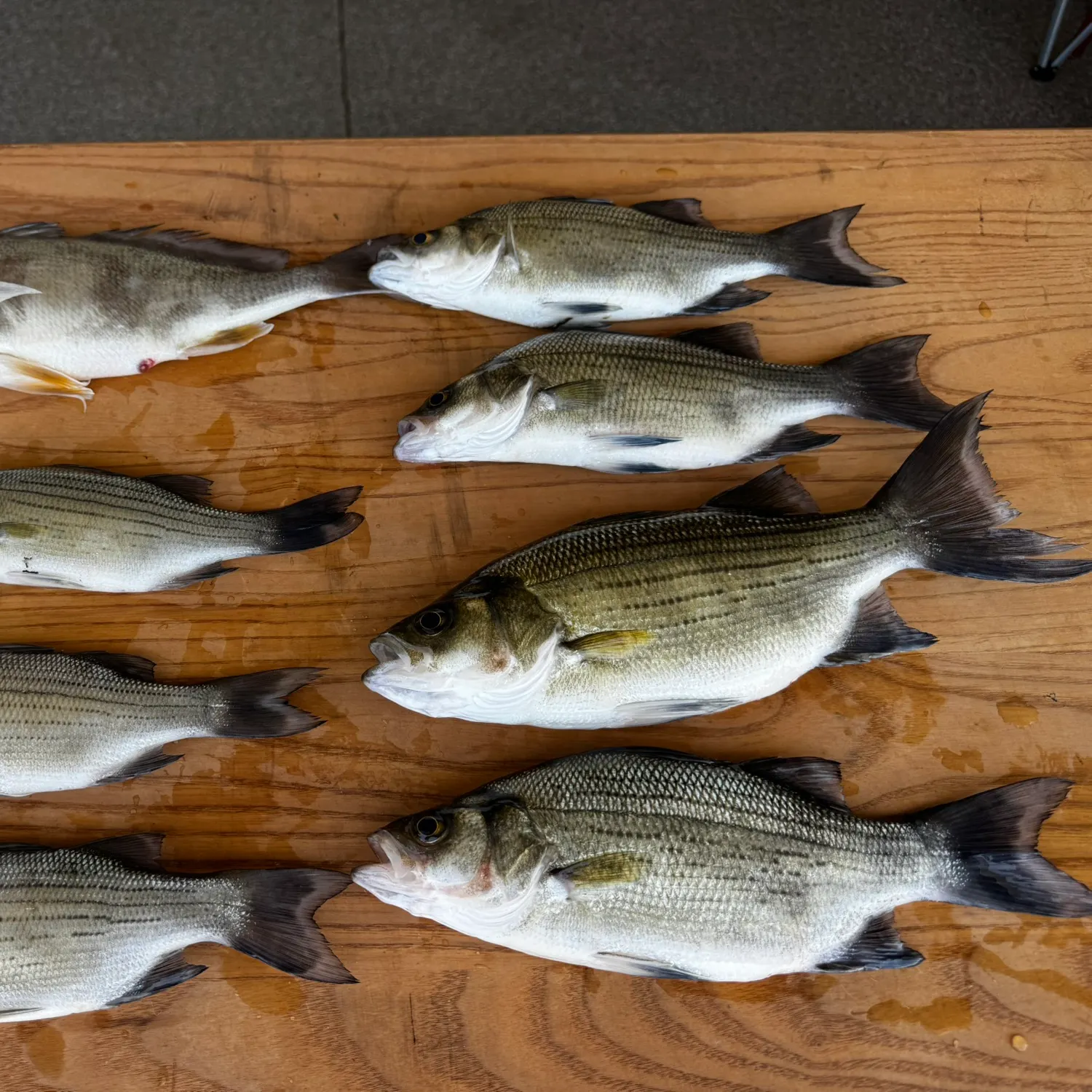 recently logged catches