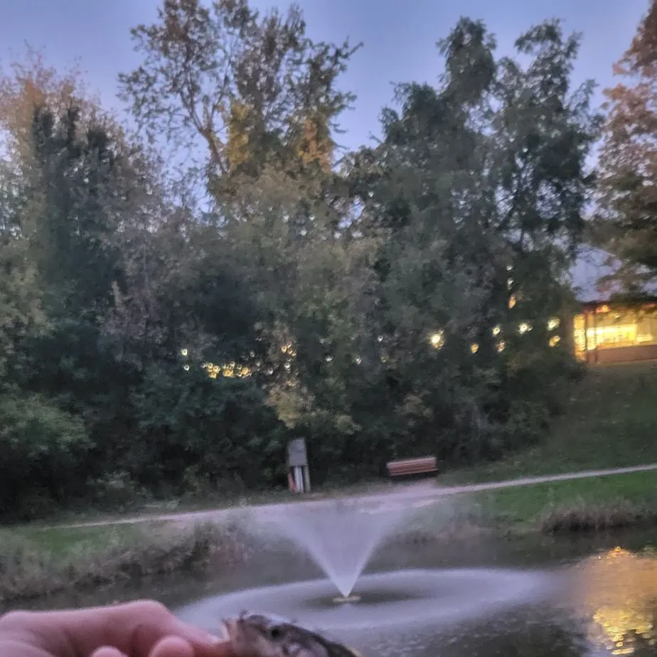Creek chub caught on Fishbrain