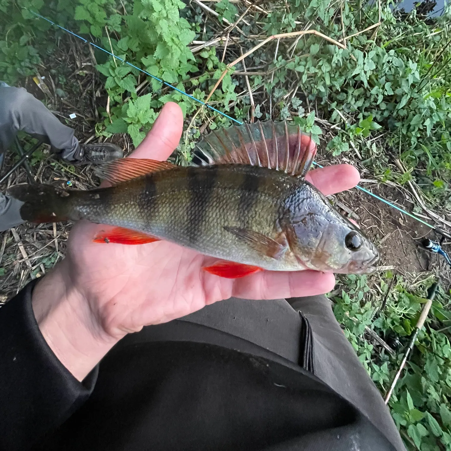 European perch caught on Fishbrain