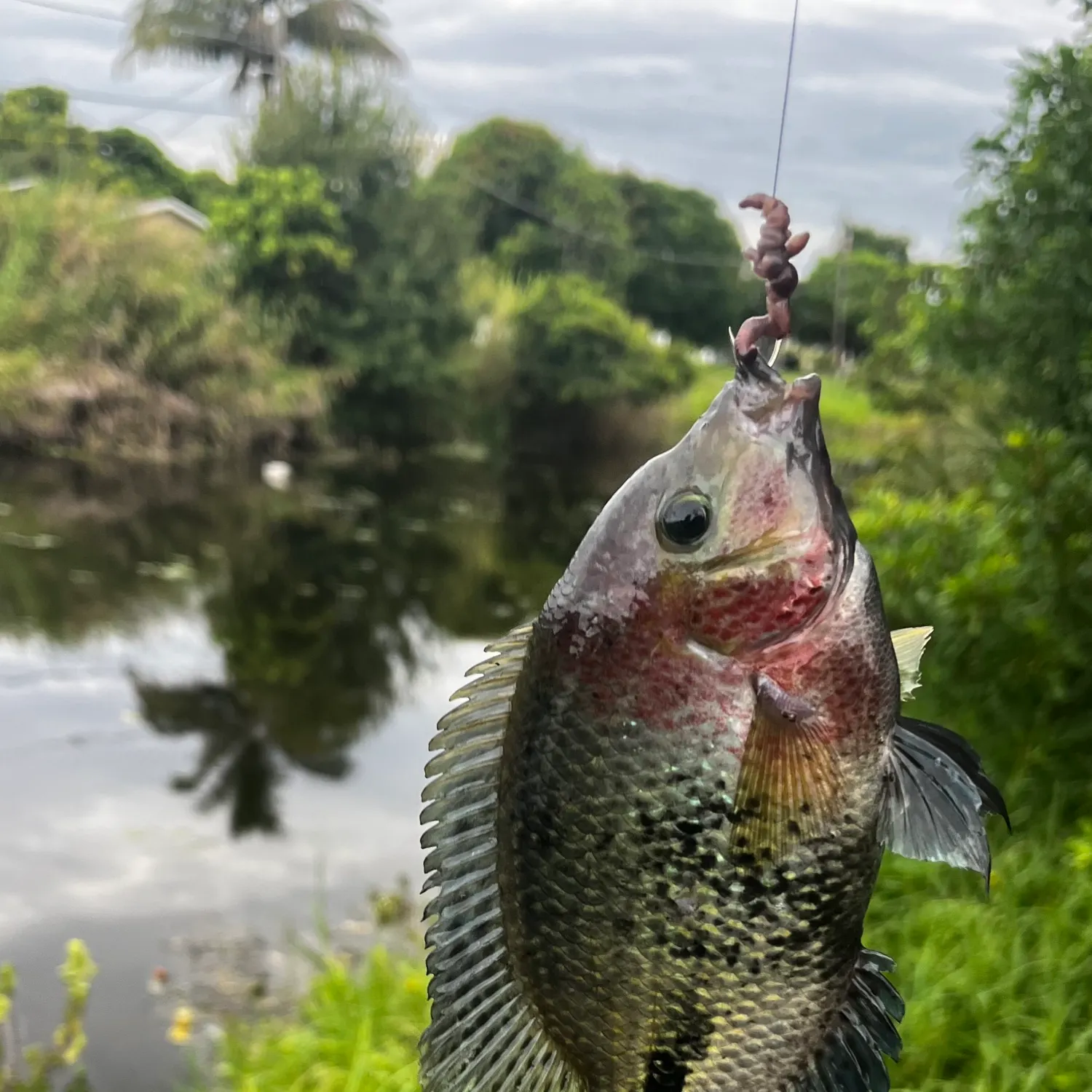 The most recent Redhead cichlid catches on Fishbrain