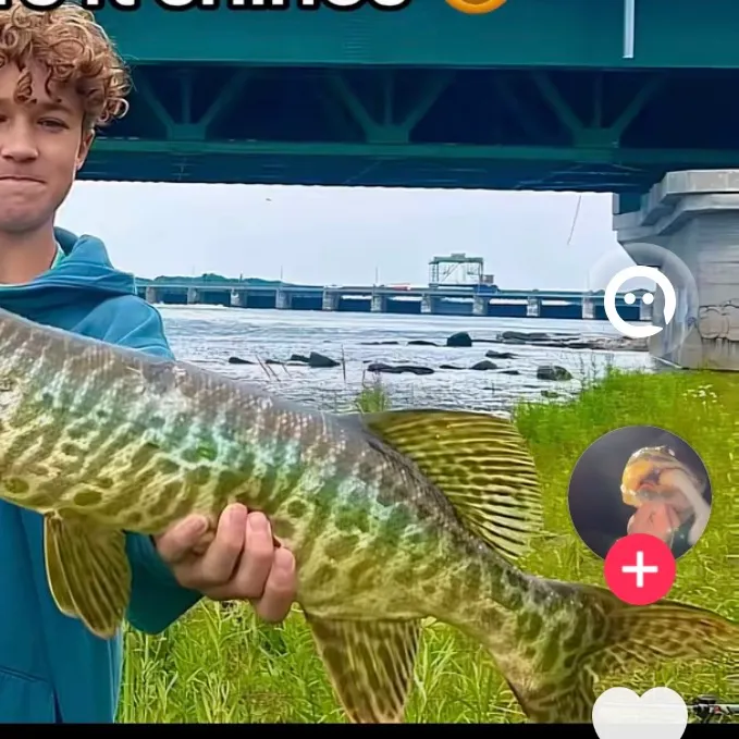 The most recent Tiger muskellunge catches on Fishbrain
