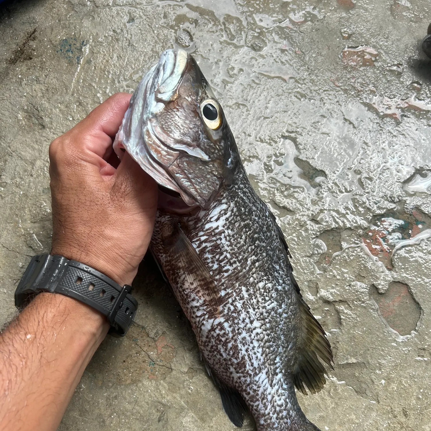 The most recent Pacific cubera snapper catches on Fishbrain