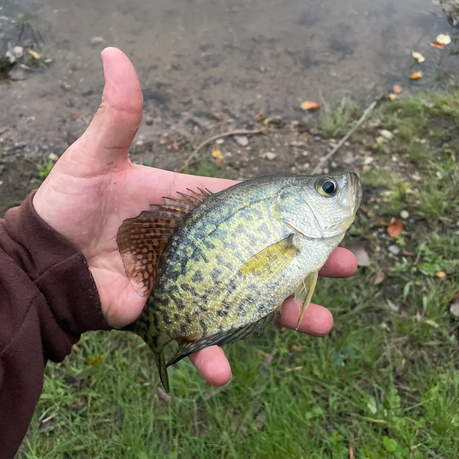 White crappie caught on Fishbrain