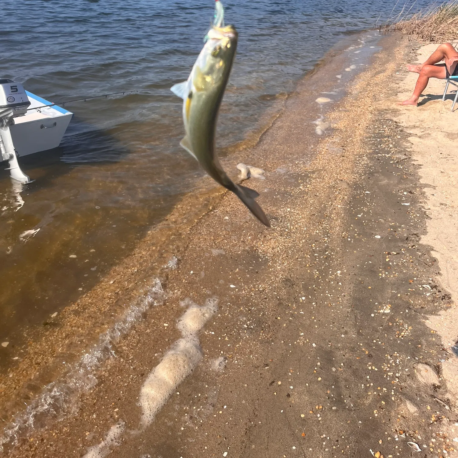 Bluefish caught on Fishbrain