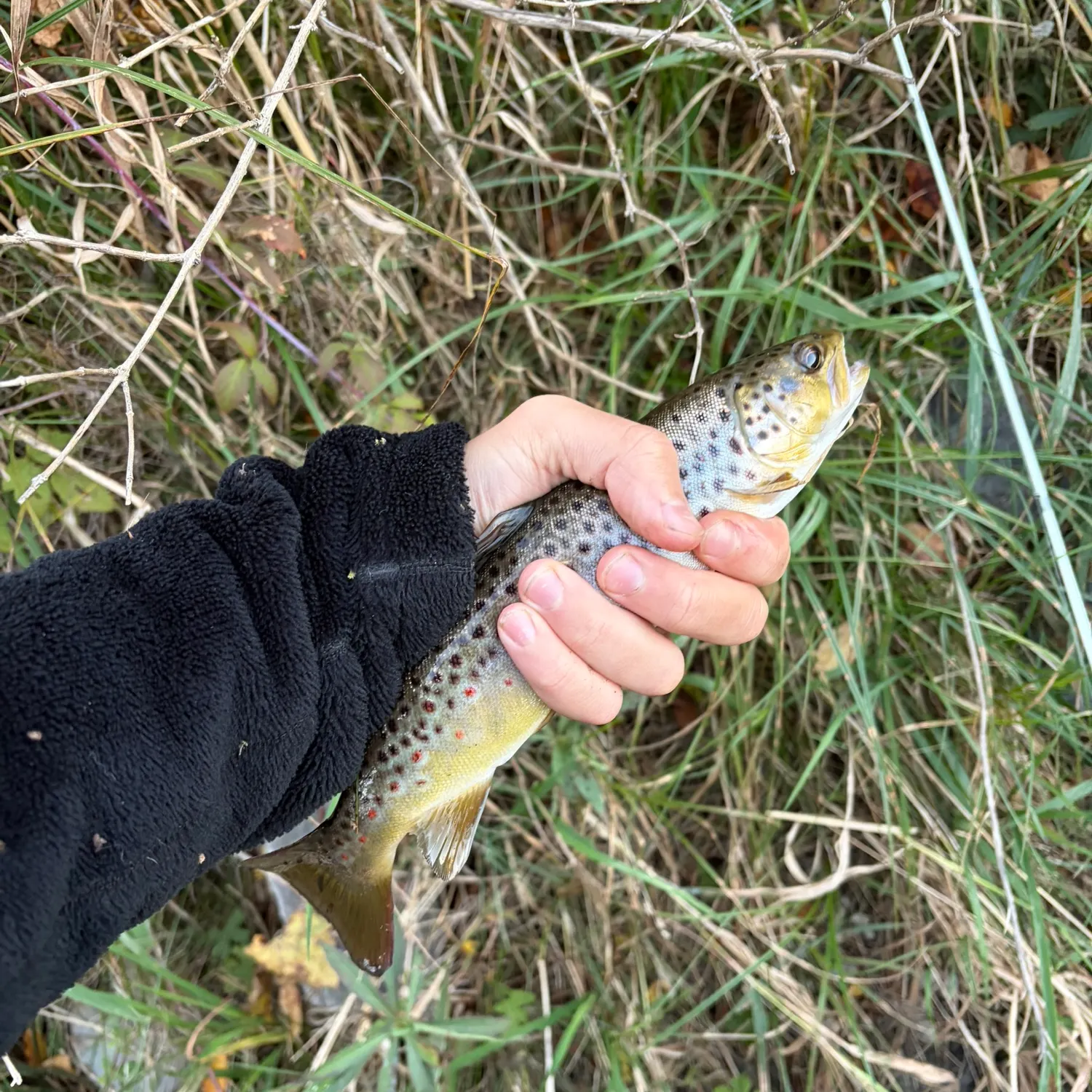 Brown trout caught on Fishbrain